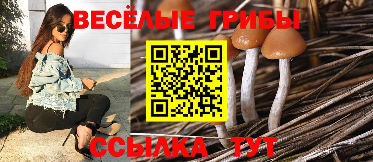 Псилоцибиновые грибы Psilocybine cubensis  Галлюциногенные грибы Psilocybe  Орёл  Вход с VPN 